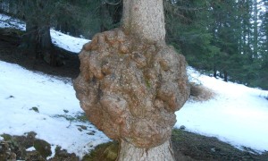 Bergtour Hochalpenkopf - interessanter Baum