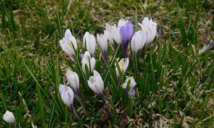 Bergtour Große Reisch - Krokusse