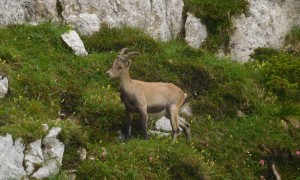 Klettersteig Triglav - Bamberg Weg, tierischer Besuch