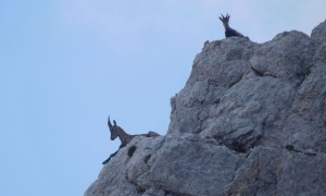 Klettersteig Triglav - Bamberg Weg, tierische Beobachter