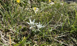 Bergtour Herrstein - Edelweiß auf dem Weg