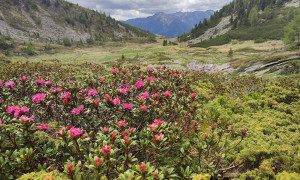 Bergtour Großes Reißeck - Almboden bei der unteren Mooshütte Bergtour Großes Reißeck - Almboden bei der unteren Mooshütte